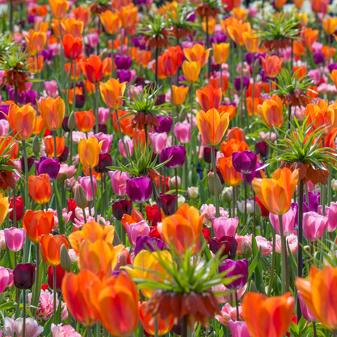 From Dusk Till Dawn Mix