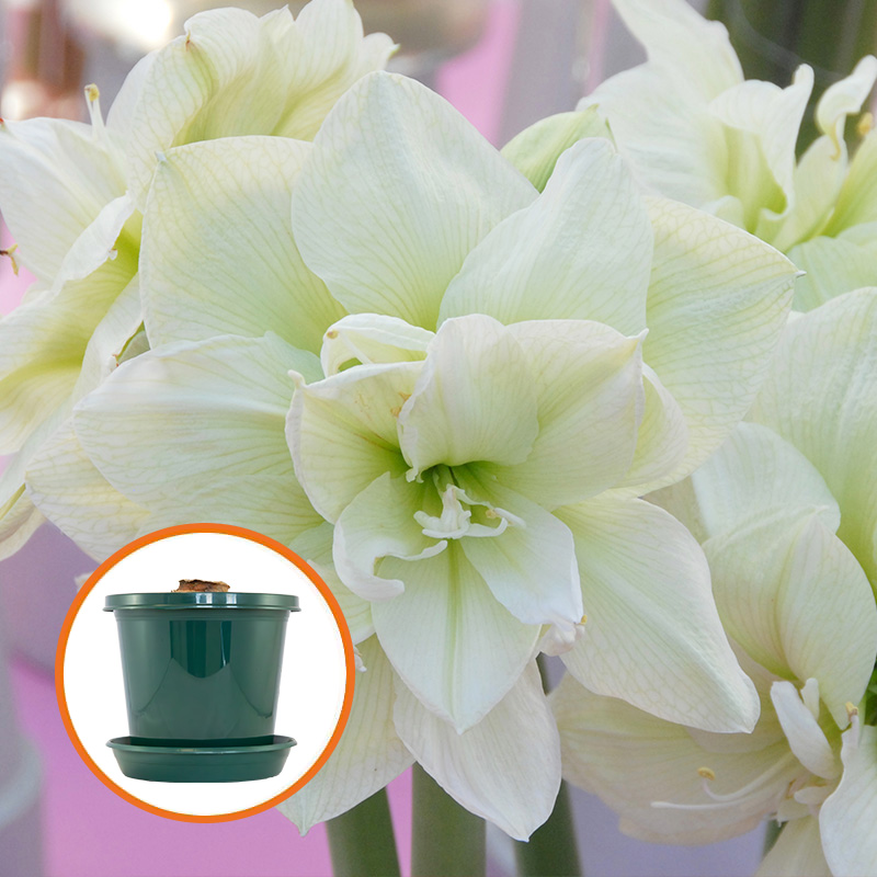 Amaryllis Marilyn® im Zuchttopf in Geschenkverpackung
