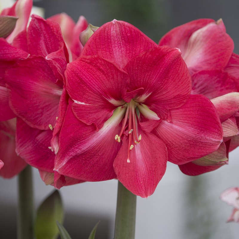 9450-hippeastrum-hercules-01-eb Amaryllis Hercules