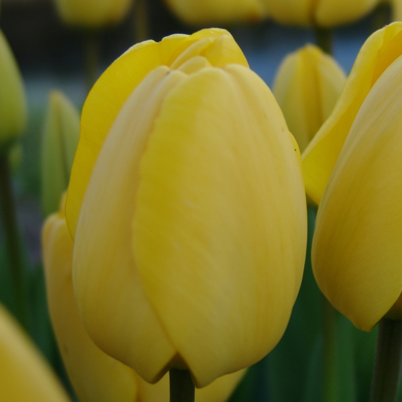 Tulpe Golden Apeldoorn