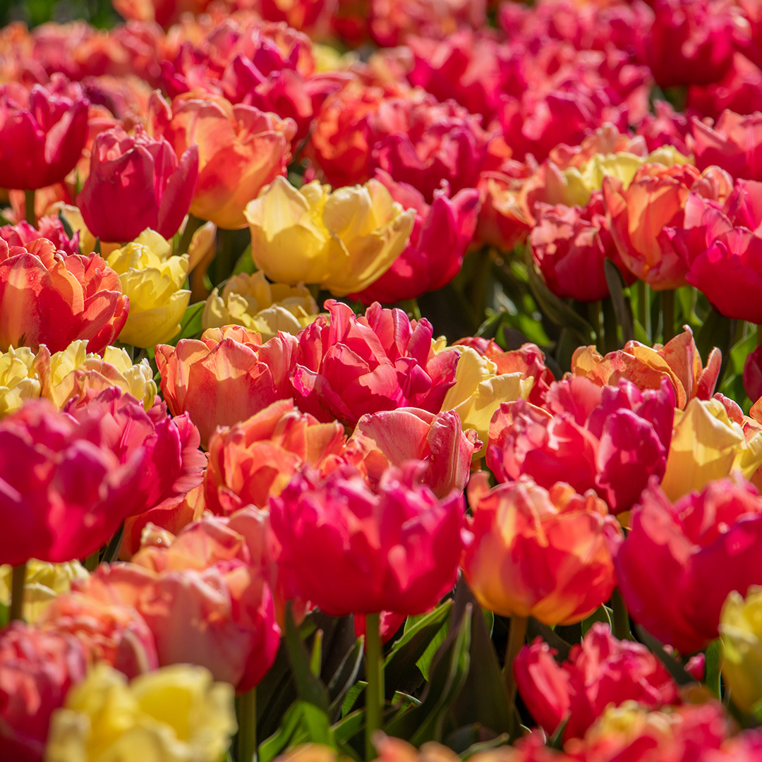 Tulpenmischung Symbiose