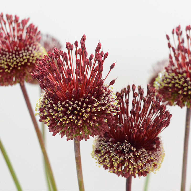 5080-Allium-Red-Mohican