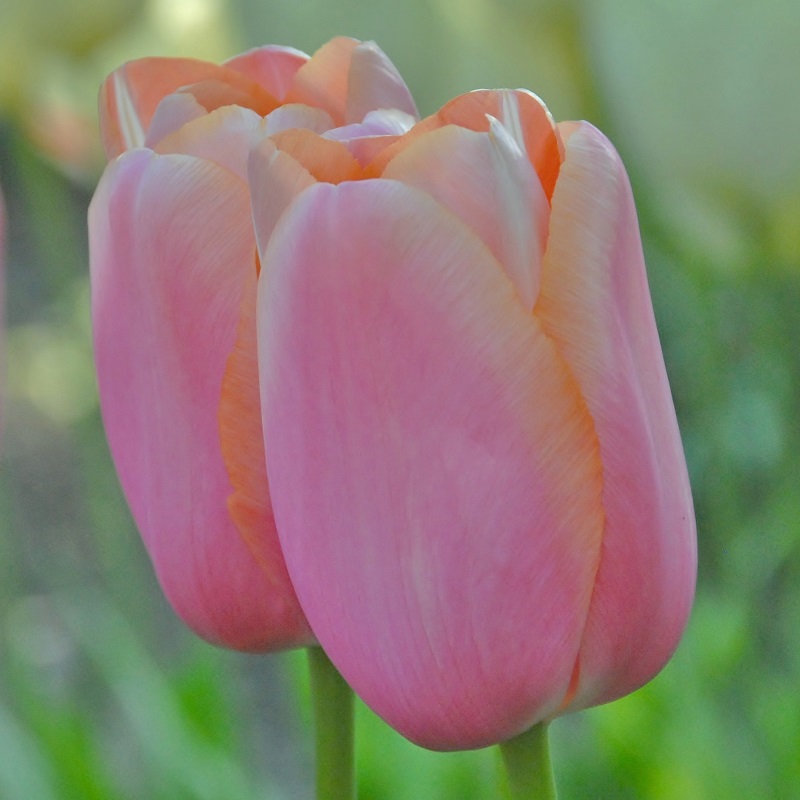 Tulpe Menton
