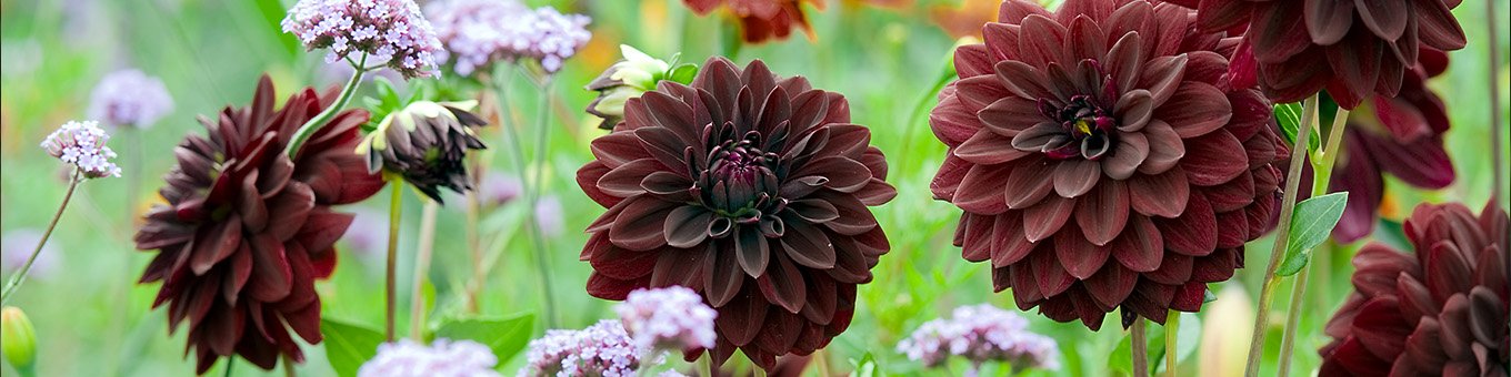Schwarze Dahlien: Geheimnisvolle Schönheit im Garten