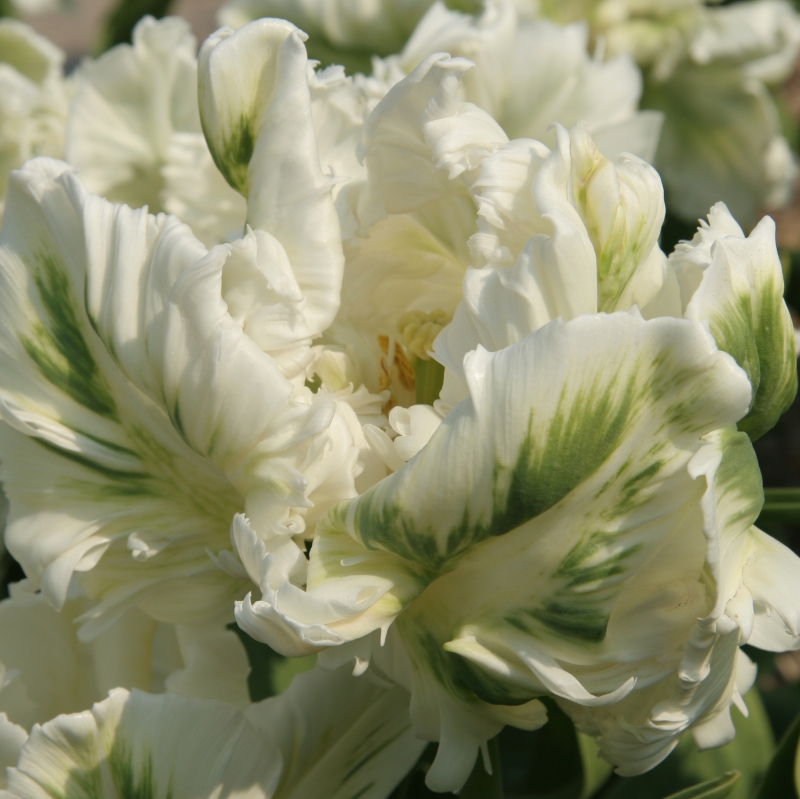 Tulpe Super Parrot