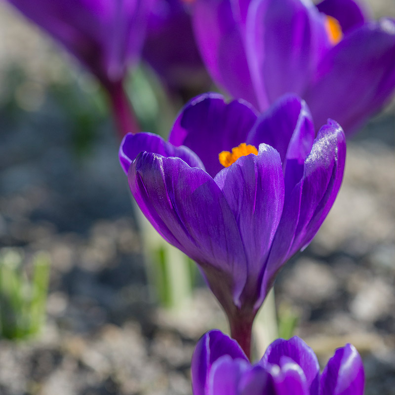 Krokusse Flower Record