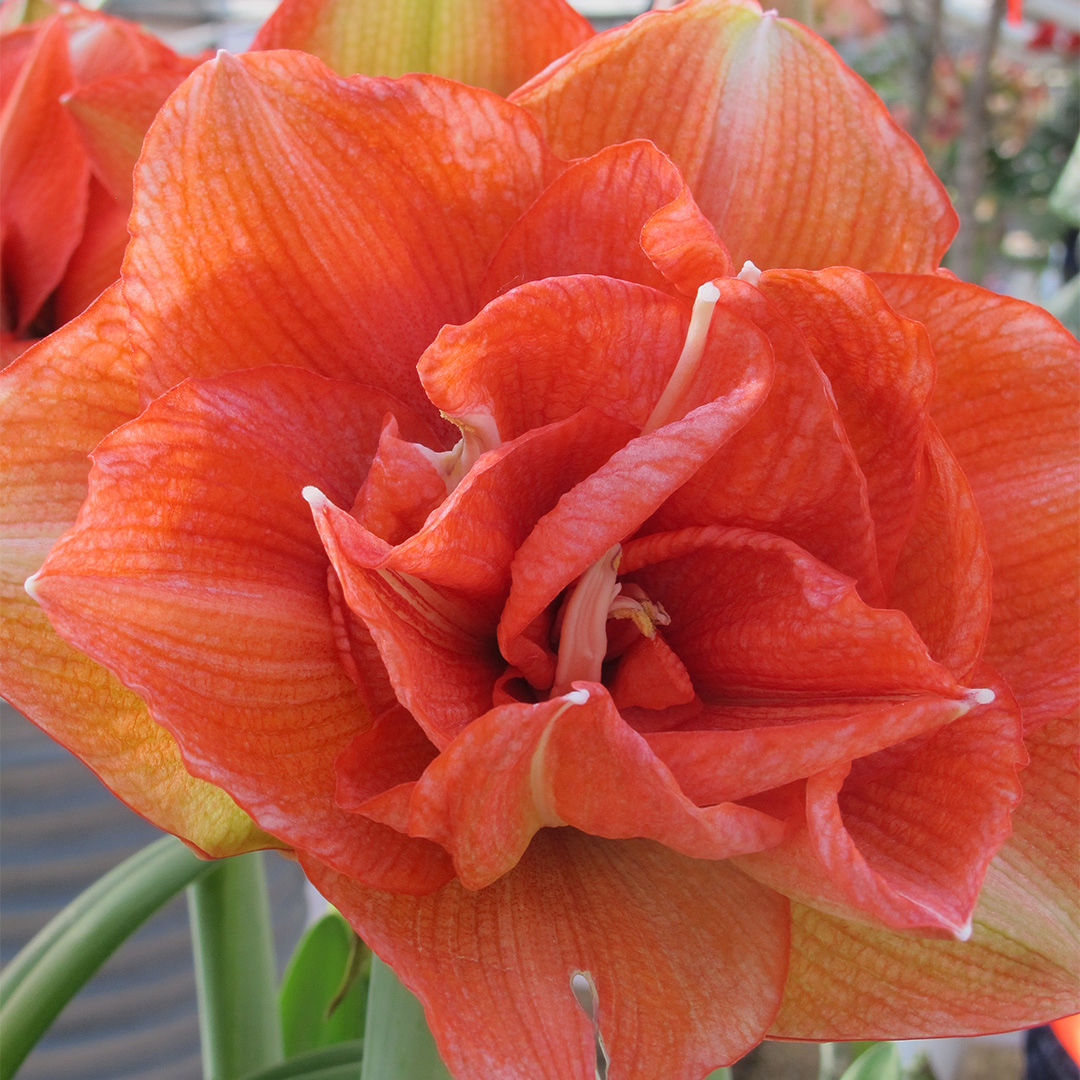 Amaryllis XL Benito Amaryllis XL Benito