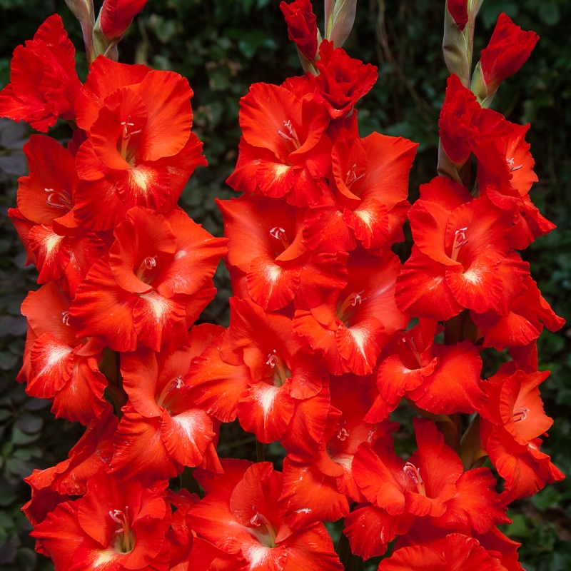 Gladiole Traderhorn