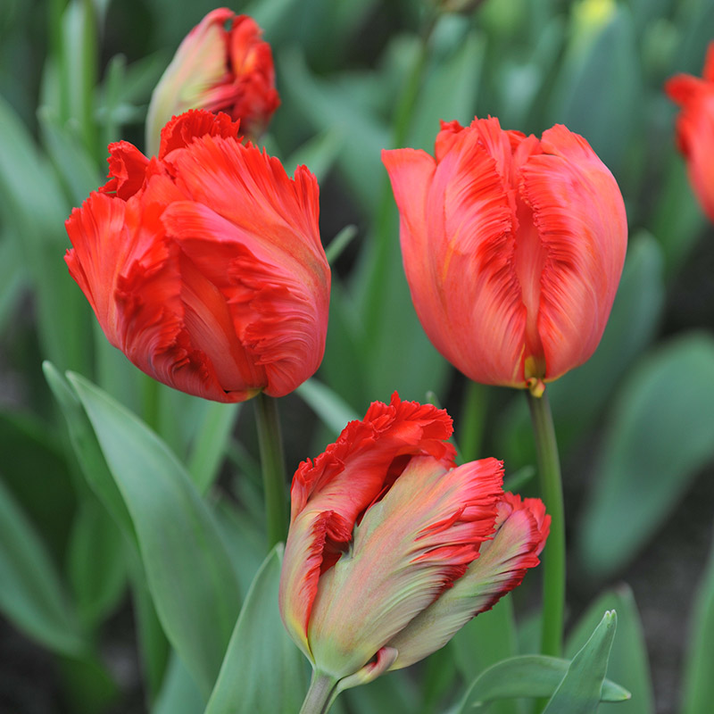 Tulpe Exotic Parrot