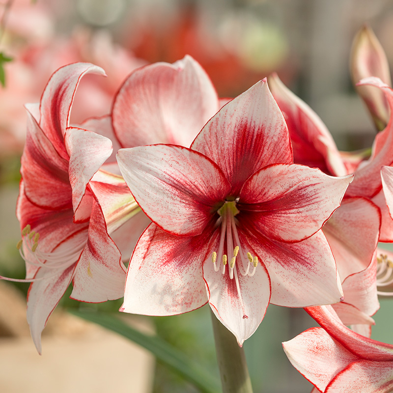 Amaryllis Temptation®