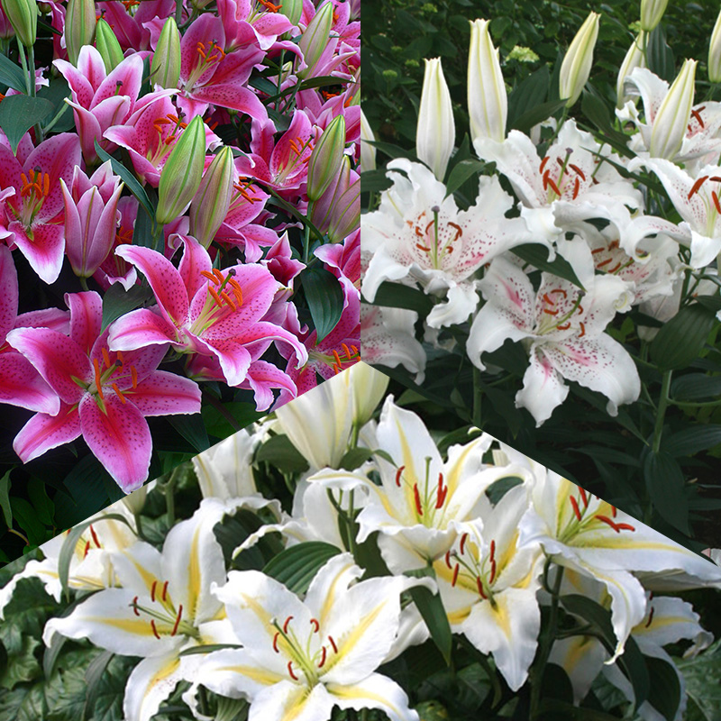 Orientalische Lilien Mischung “Colourful Scent”