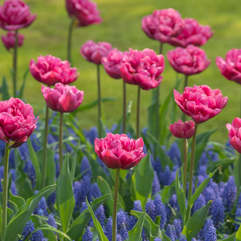 2024-Tulipa-Margarita-02