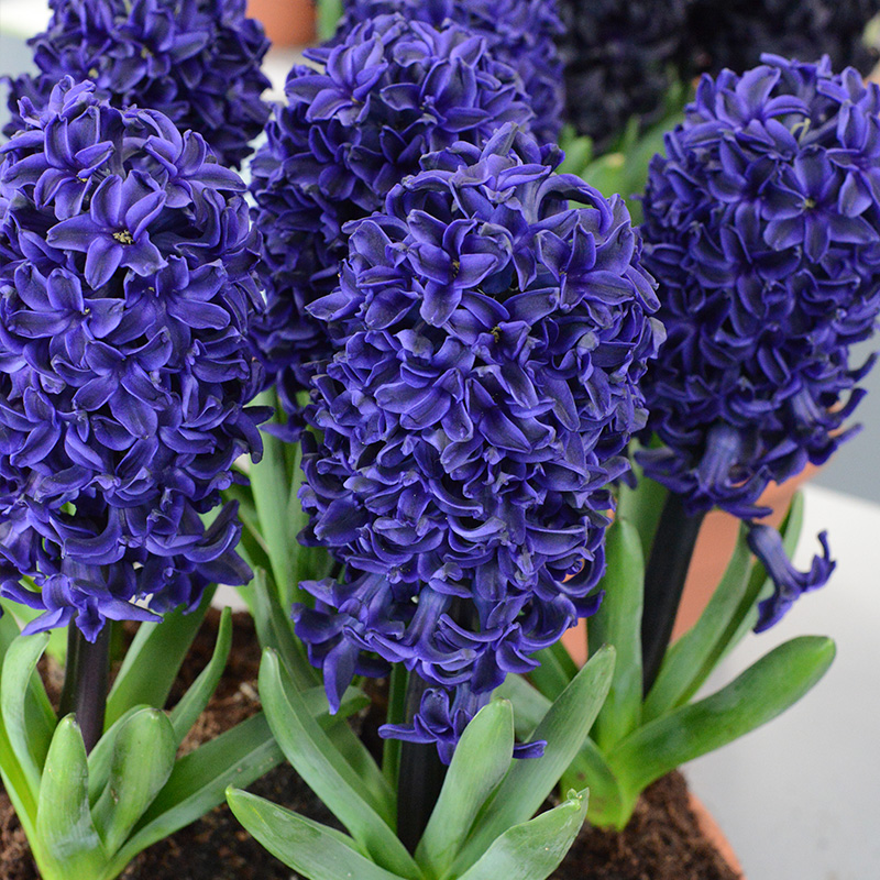 8175-Hyacinthus-Spring-Field