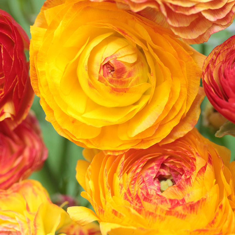 88040-Ranunculus-picotee-Orange02