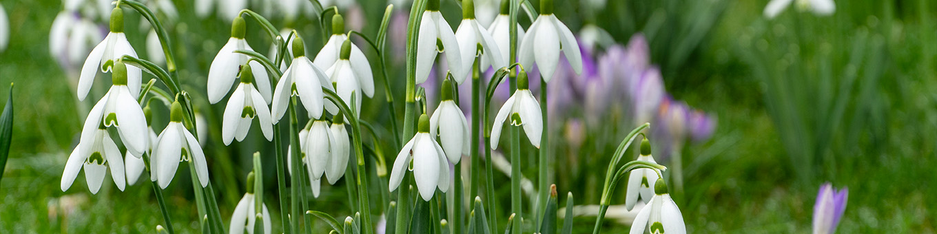 Galanthus: Blumenzwiebel des Jahres 2025