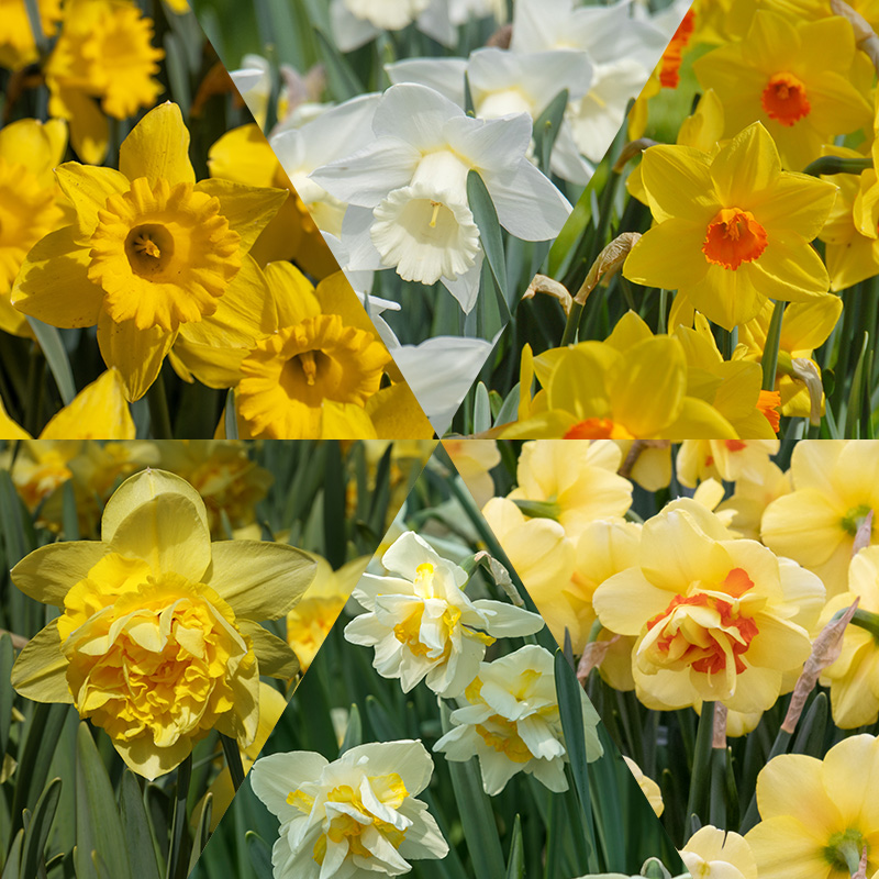 Narzissen Mischung Narzissen Mischung