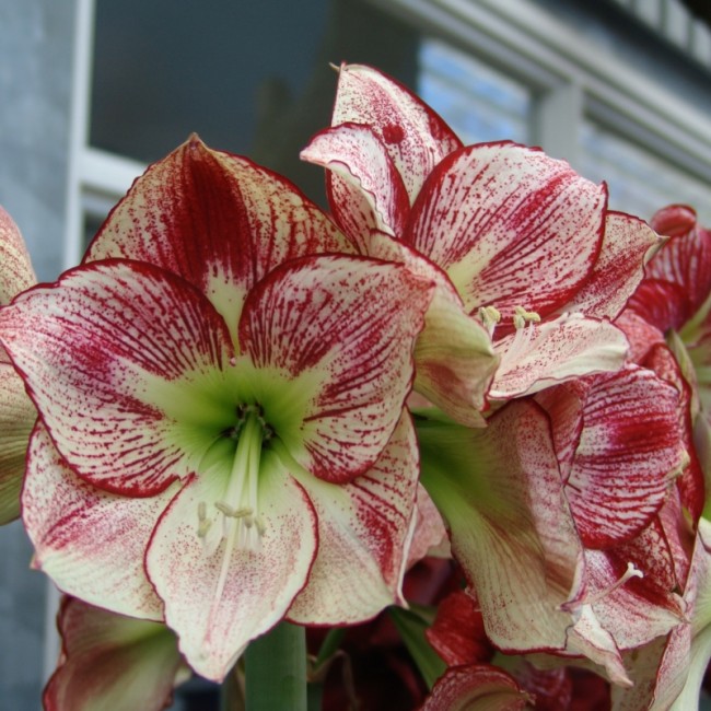 Amaryllis Flamenco Queen