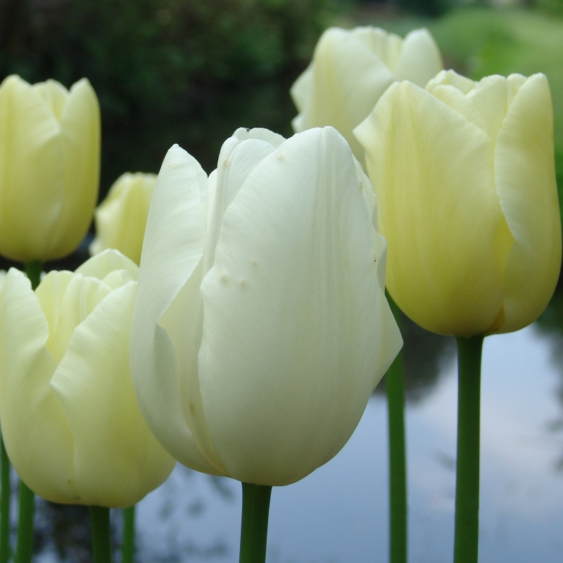 Tulpe Maureen