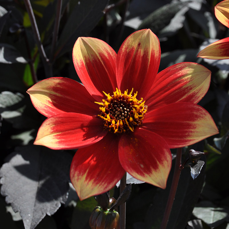 Dahlie Dahlegria Bicolore