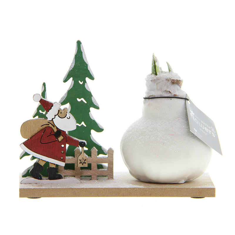 Wachs Amaryllis Snow Wonderland Santa