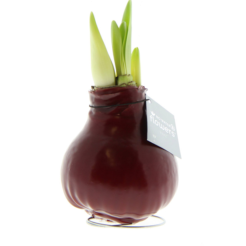 9009810-Wax-Amaryllis-Bordeaux