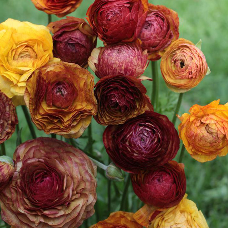 88060-Ranunculus-picotee-Cafe02