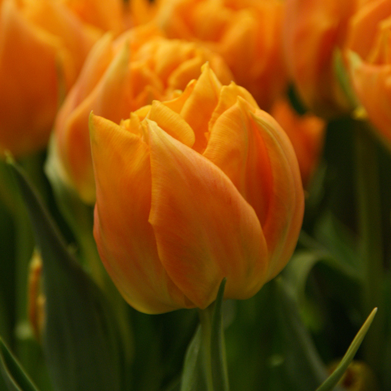 Tulpe Orca®