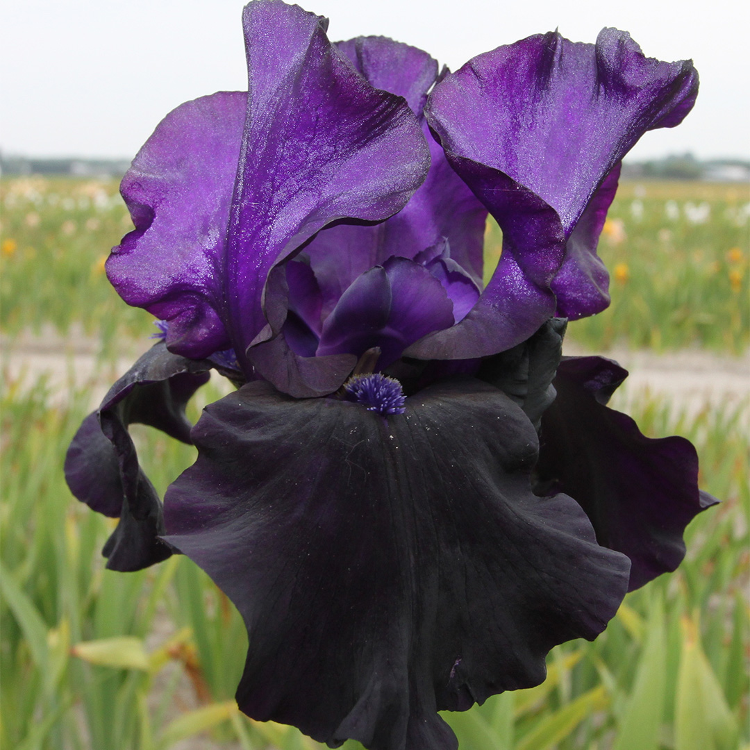 Iris germanica Black Dragon