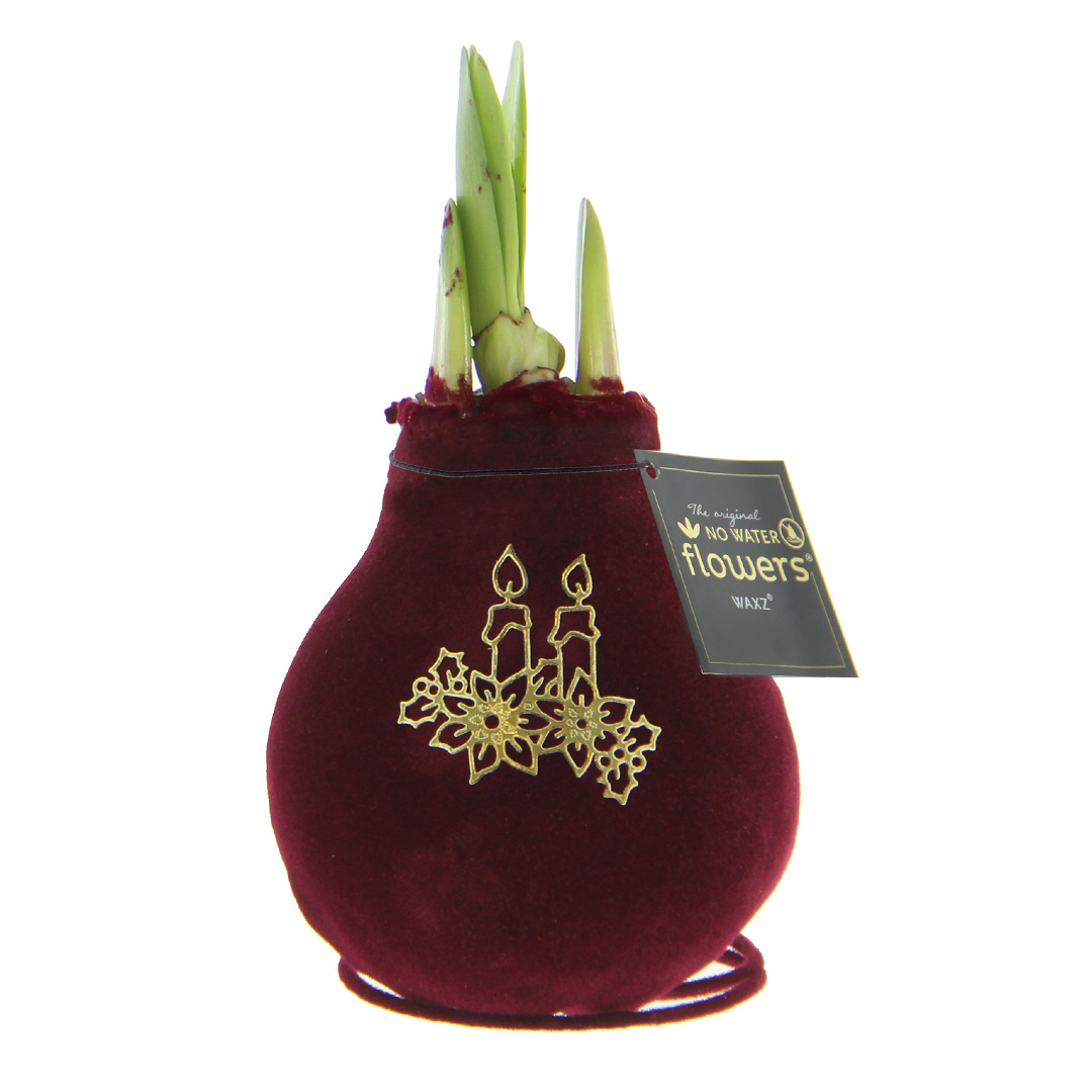 Amaryllis in Wachs Samt Royal Kerze