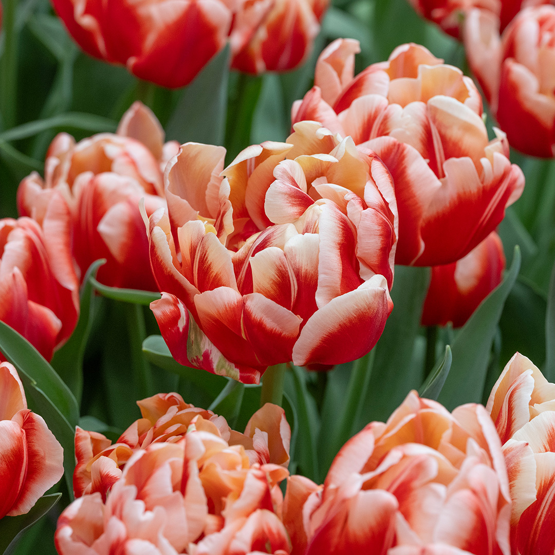 Tulpe Bed of Roses