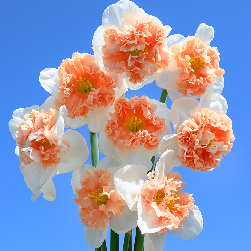 3008-Narcissus-Fire-Drill Narzisse Fire Drill