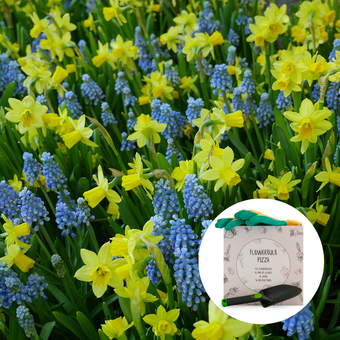 Pizza Narzisse Tête-à-Tête & Muscari Armeniacum mit Schaufel und Handschuhen