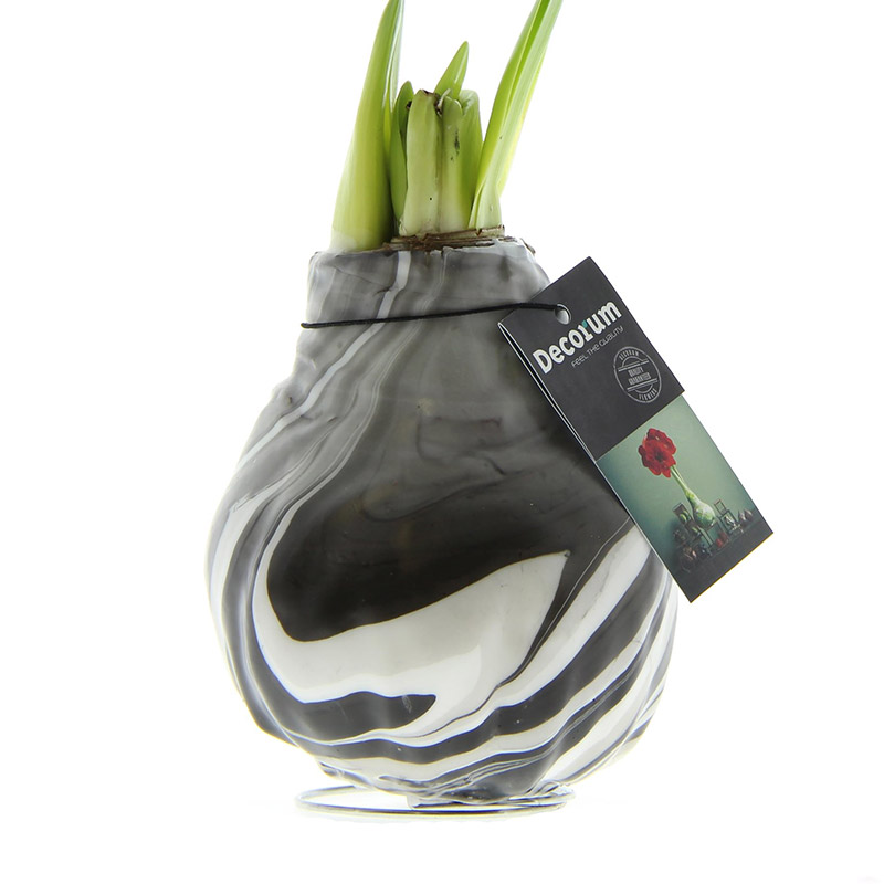 Amaryllis in Wachs XL Artooz Schwarz