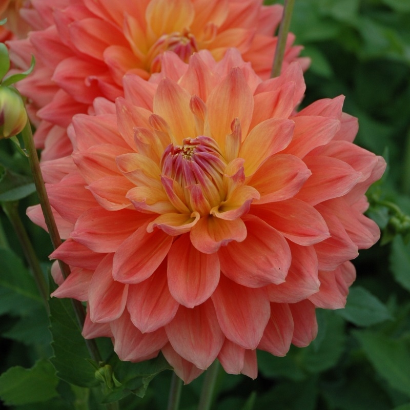 Dahlie Ace Summer Sunset