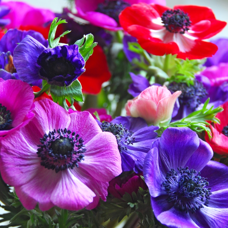 25010 Anemone De Caen