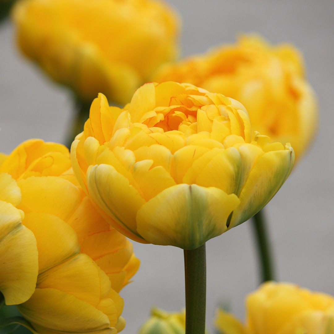 Tulpe Yellow Pomponette