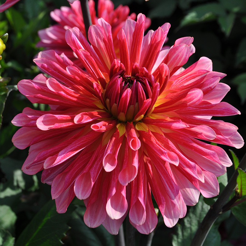 Dahlie Missis Dutch