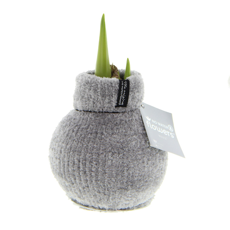 Amaryllis in Wachs Fashionz Cozy Fluffy Grau