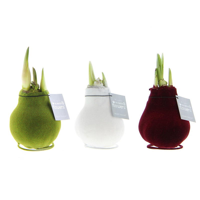 9009948-Wax-Amaryllis-Collection-Velvet-Touch