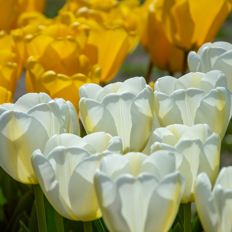 2035-Tulipa-Angels-Wish-04