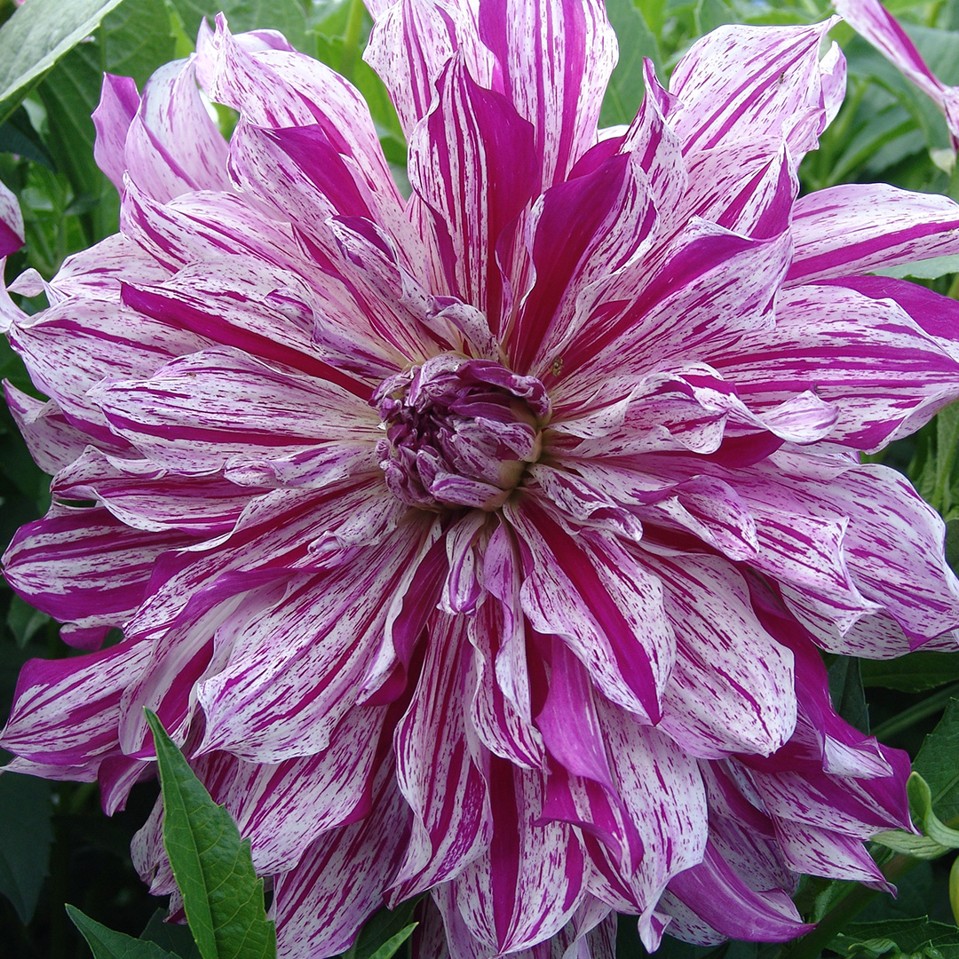 Dahlie Mom's Special