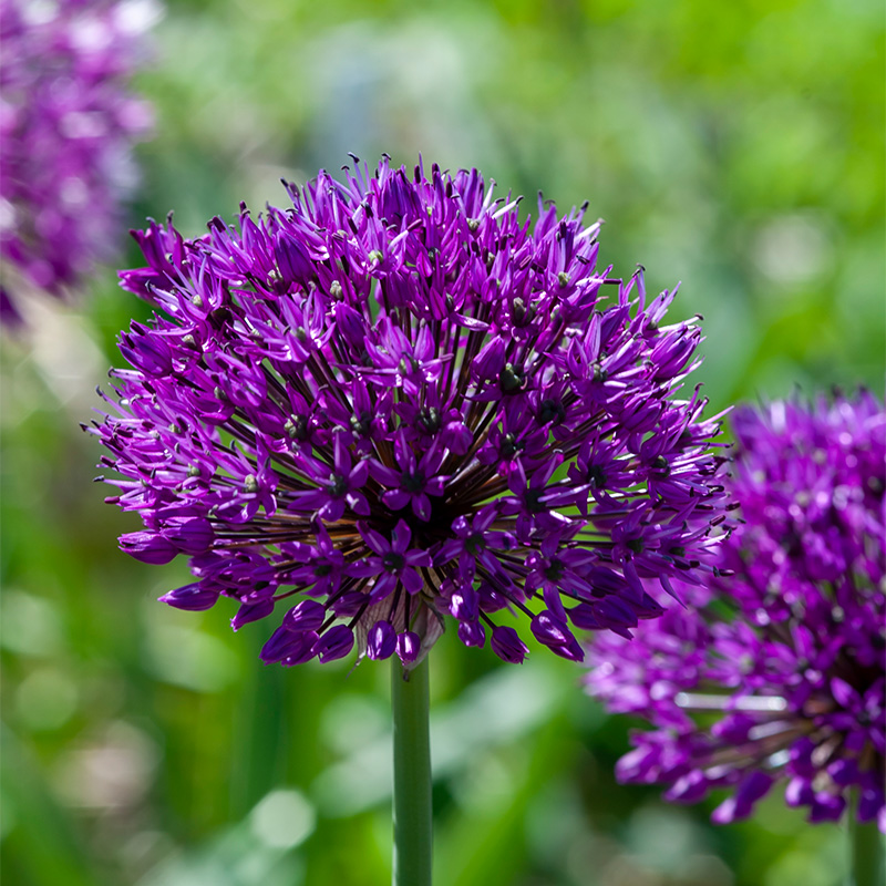 5040-Allium-Purple-Sensation