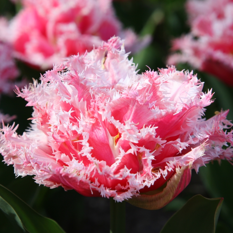 Tulpe Queensland