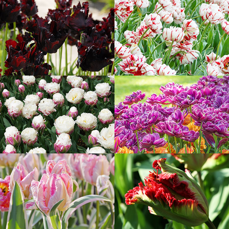 Exklusive Tulpenmischung