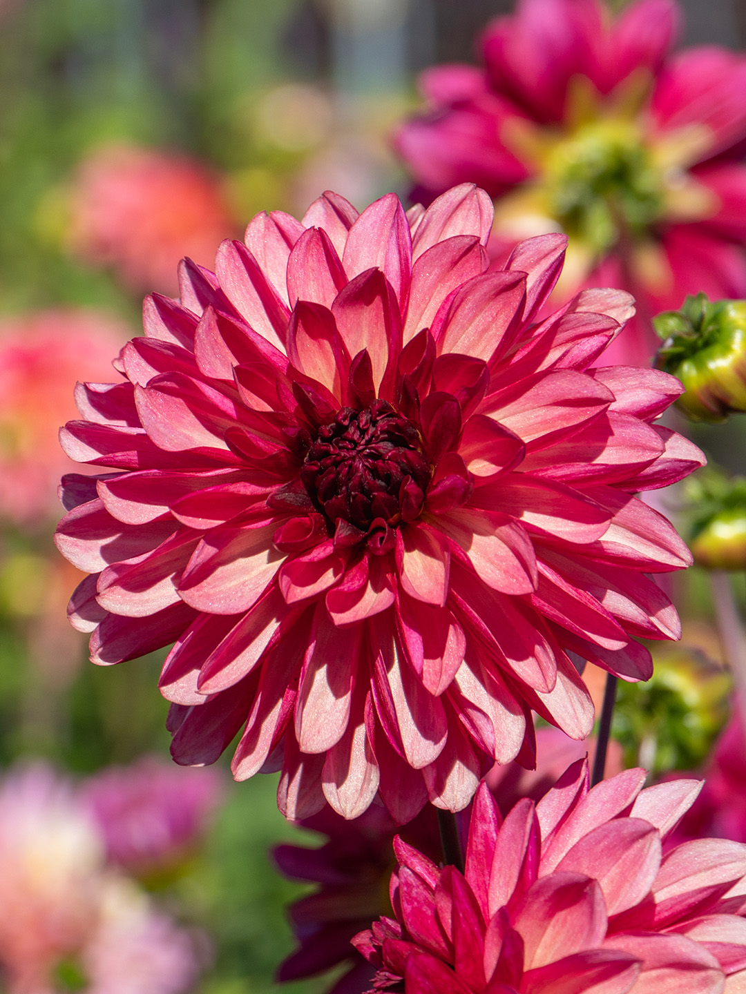 Dahlie Bacardi Dahlie Bacardi