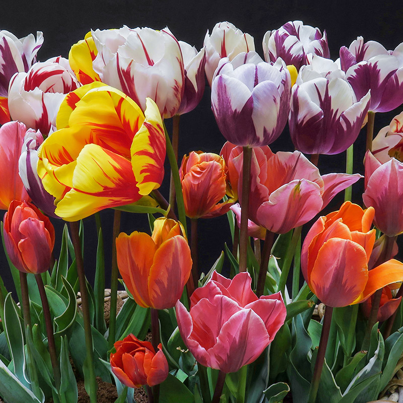 Rembrandt Tulpenmischung zweifarbig