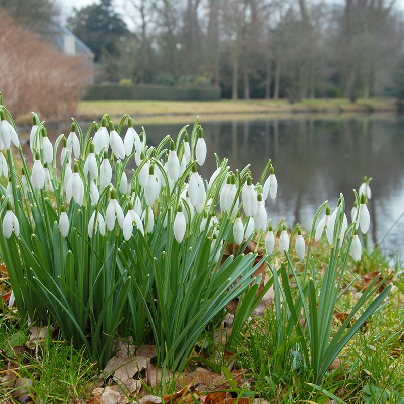 Galanthus Nivalis - Schneeglöckchen