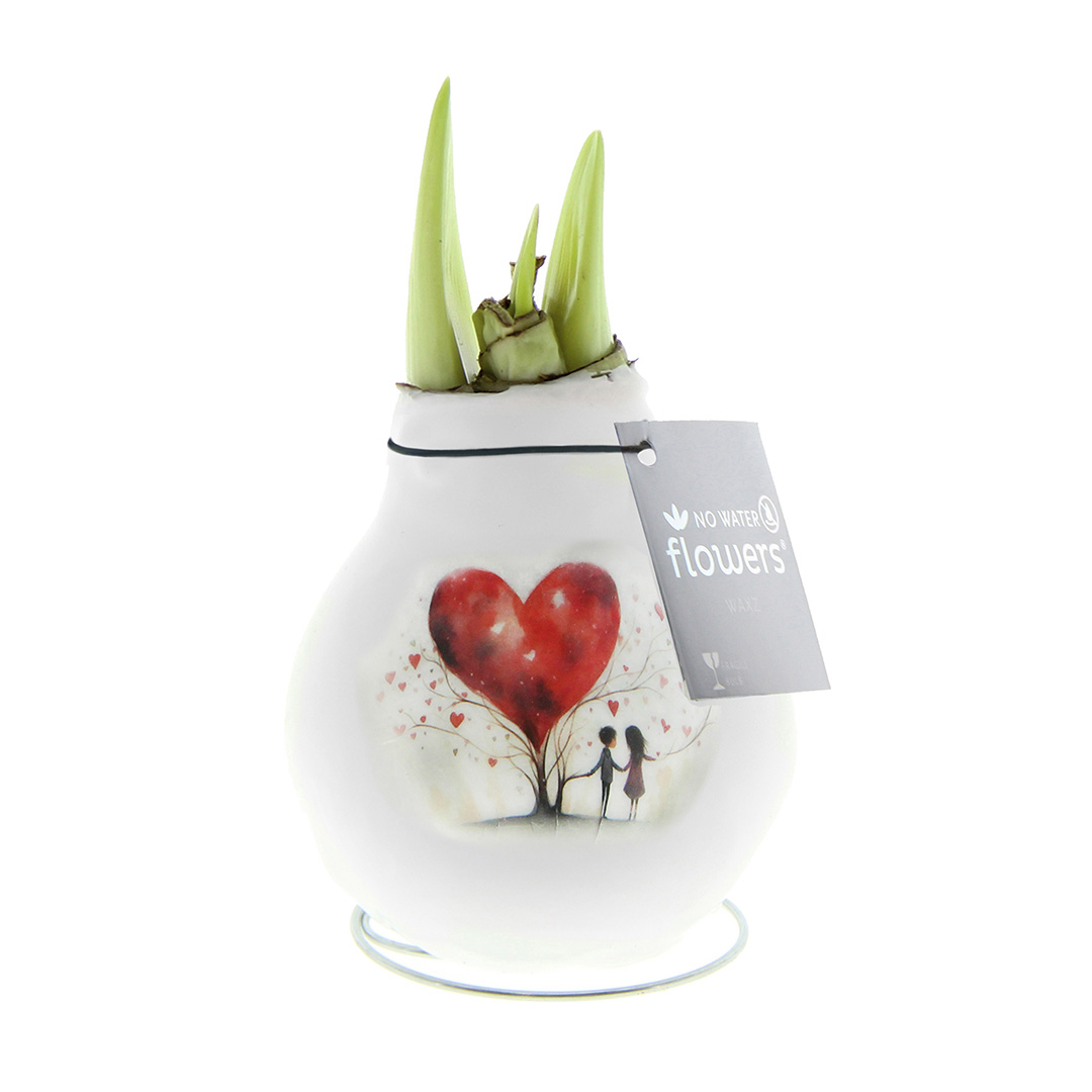 Amaryllis in Wachs Craftz Liebesbaum