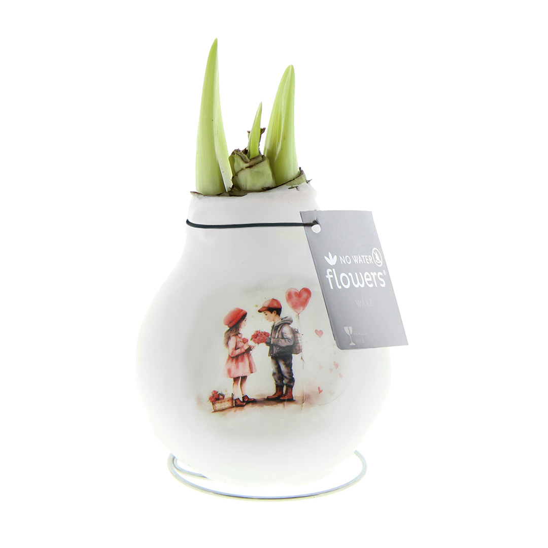 Amaryllis in Wachs Craftz "Love Couple"