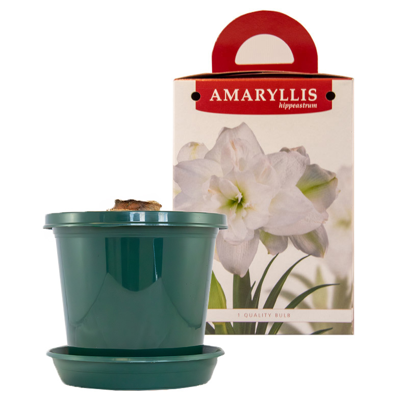 Amaryllis Marilyn® im Zuchttopf in Geschenkverpackung